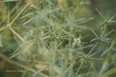 Fagonia indica